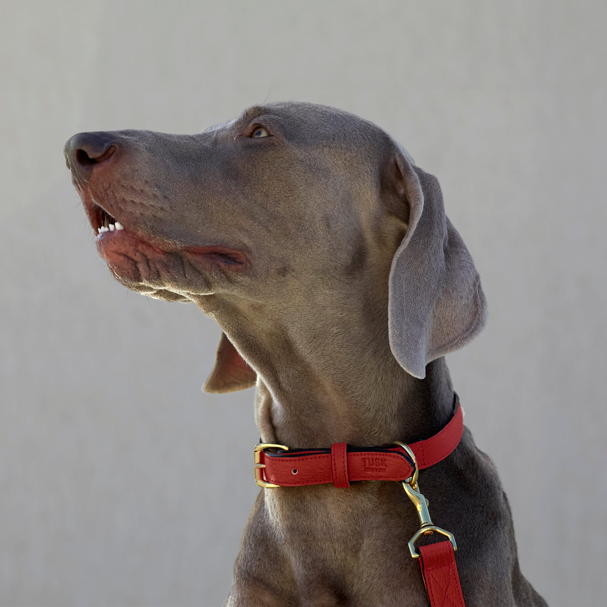 Madison Duke Dog Collar-Tusk