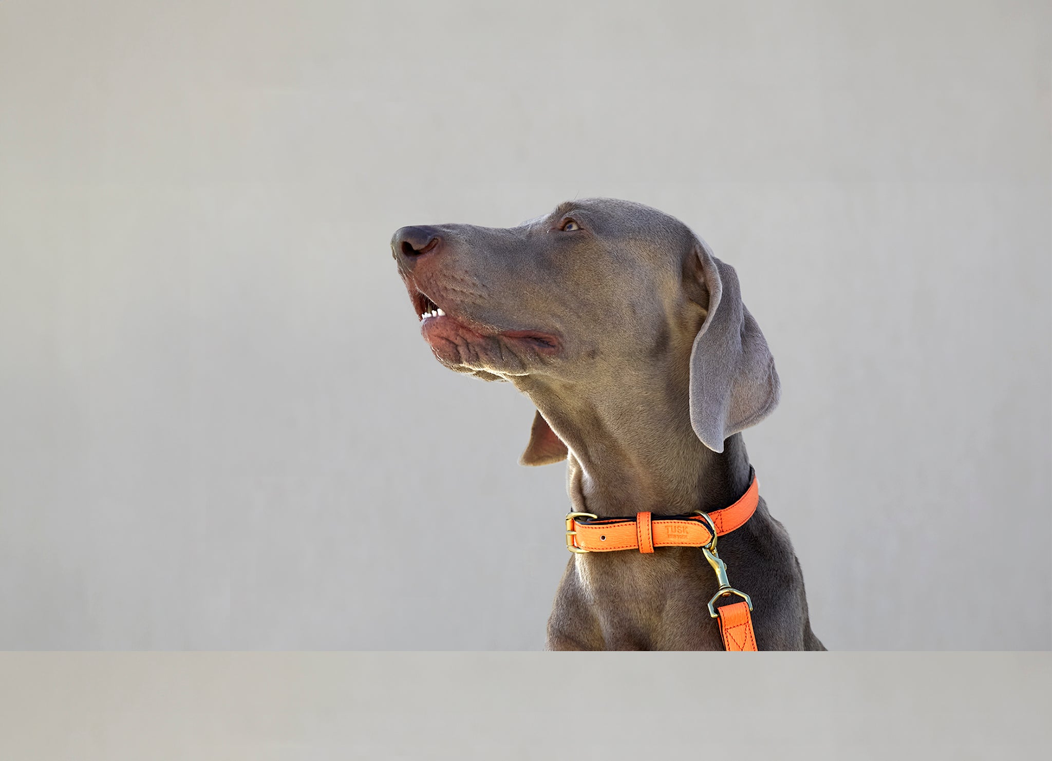 Grey Weimaraner dog with orange collar looking upwards.