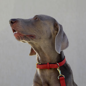 3 of 3: Madison Duke Dog Collar-Tusk