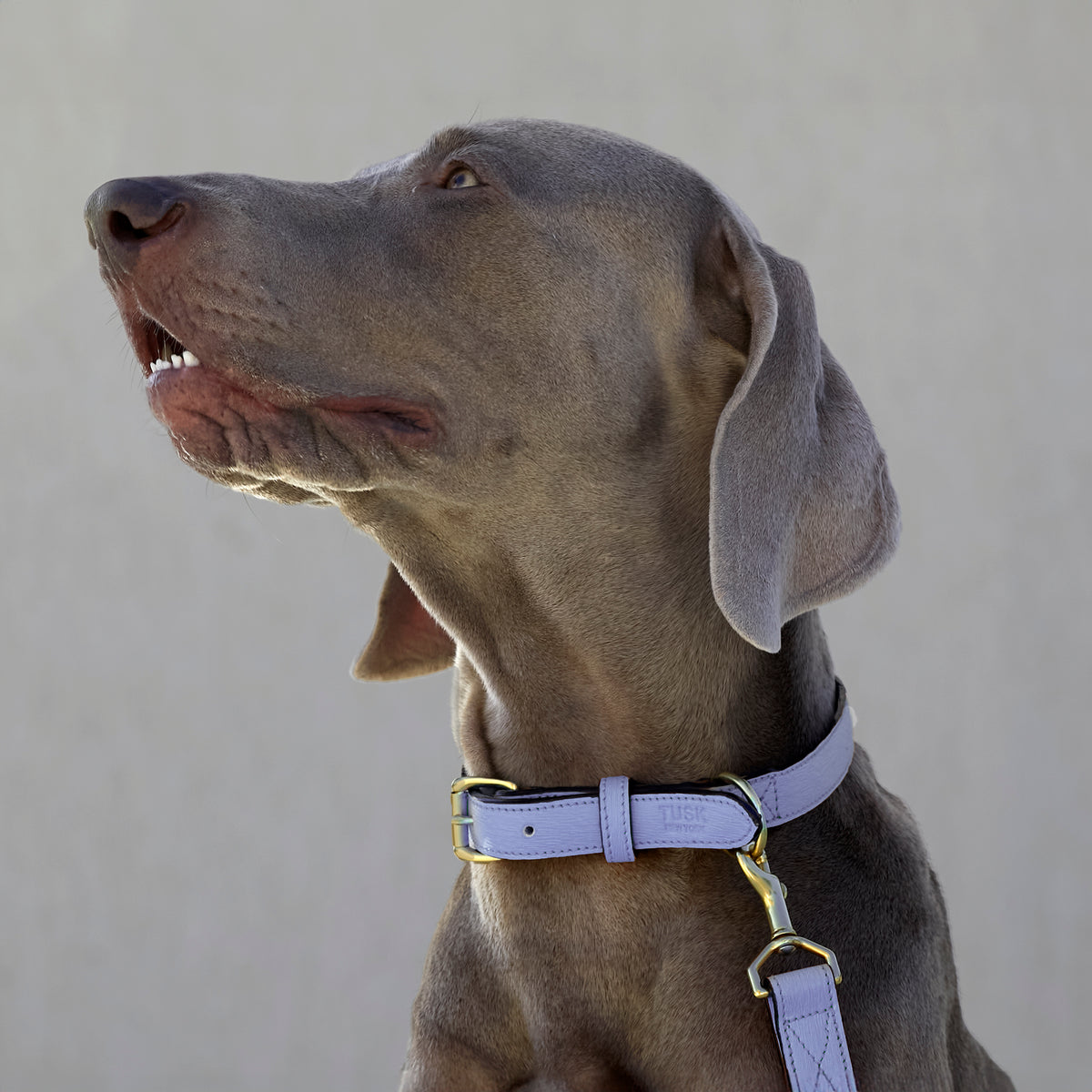 Madison Duke Dog Collar