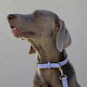 2 of 3: Madison Duke Dog Collar-Tusk