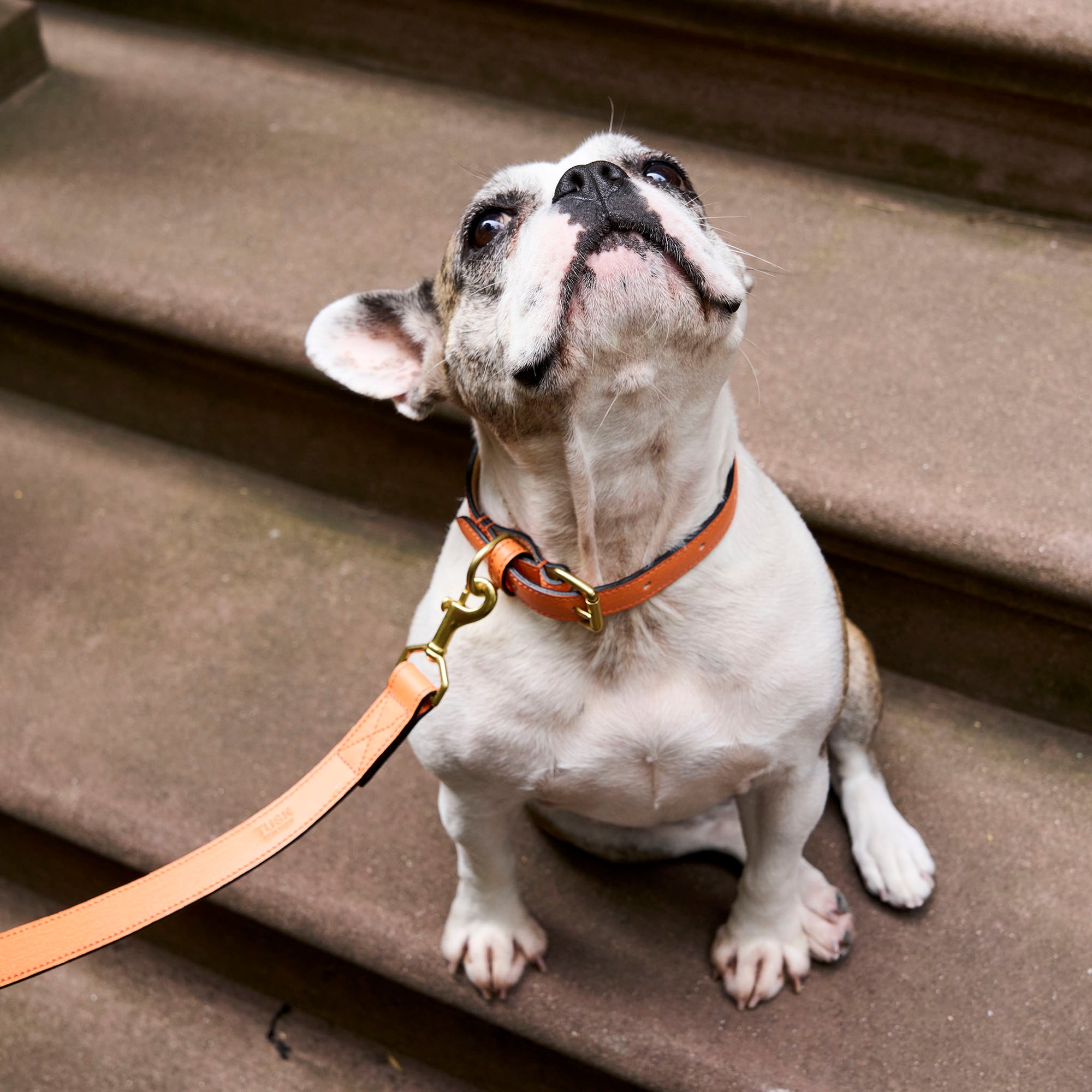 Madison Duke Dog Collar-Tusk - ORANGE