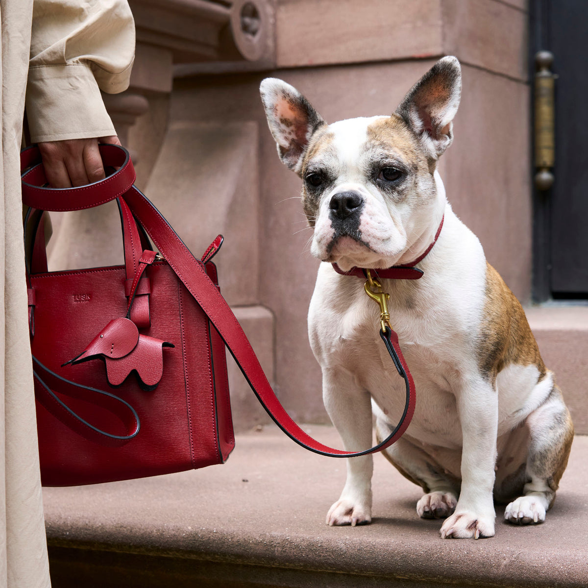 Madison Duke Dog Collar-Tusk