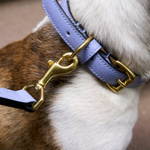 Madison Duke Dog Collar-Tusk