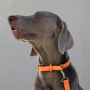 tusk 003 madison leather dog collar orange model 01 - ORANGE