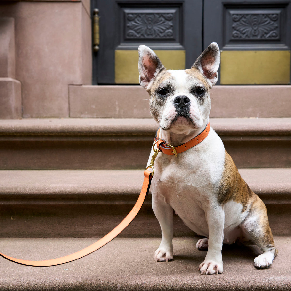 tusk 004 madison leather dog leash orange model 02 - ORANGE